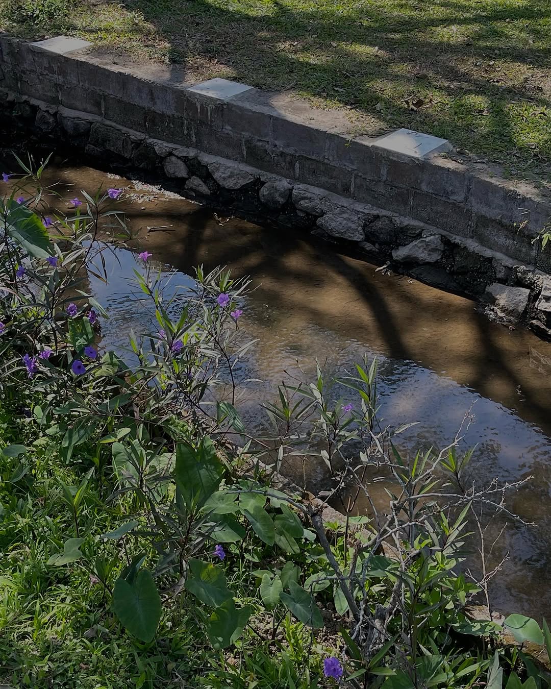 Pemandangan Embung Kaliaji di Sleman Yogyakarta